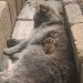 Cat Becomes Friends With A Chipmunk