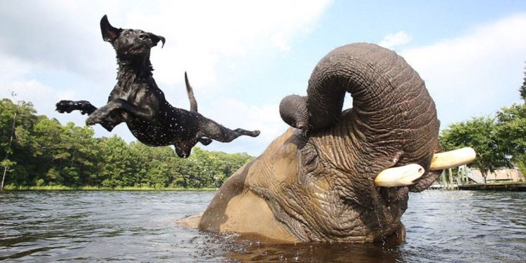 Bubbles and Bella