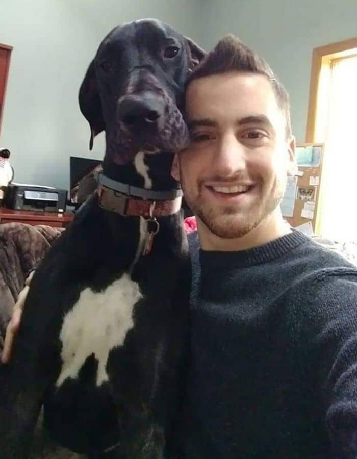 Great Danes