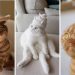 Unique Miniature Felted Cat Hats for Adorable Pets