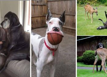 Great Danes