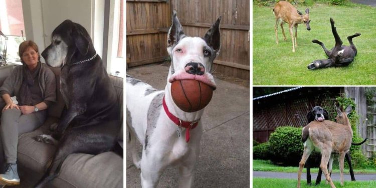 Great Danes