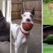 Great Danes