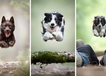 Frisbee-Catching Dogs