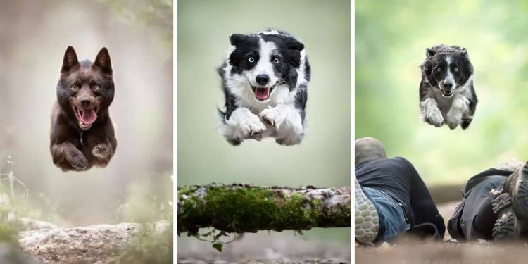 Frisbee-Catching Dogs