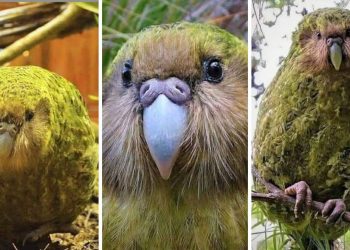 Kakapo
