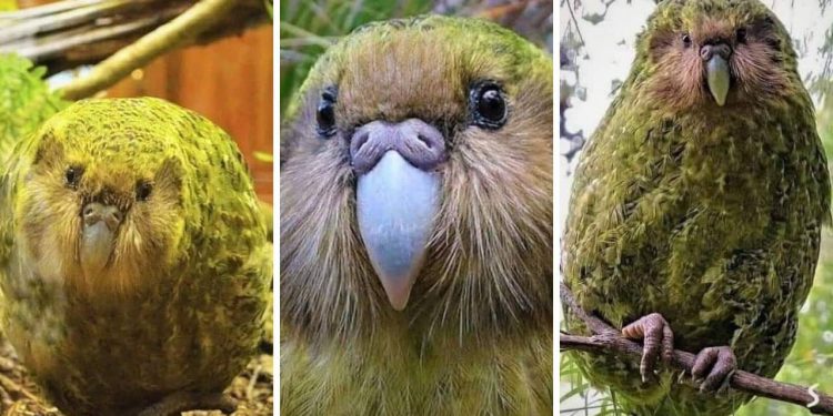 Kakapo