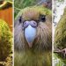 Kakapo