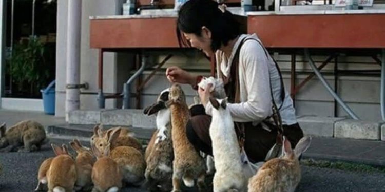 Rabbit Island in Okunoshima