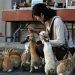 Rabbit Island in Okunoshima