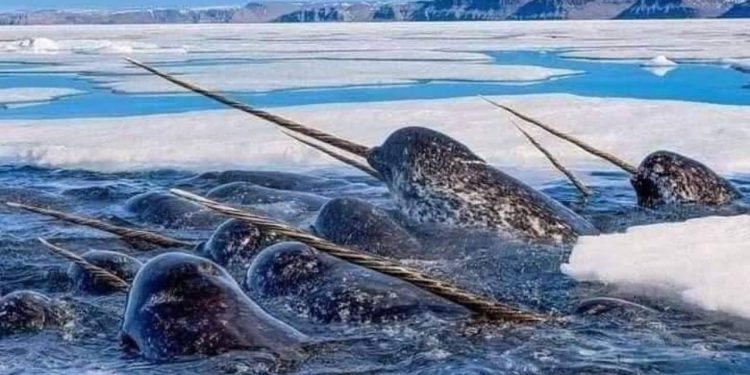 Narwhals