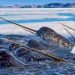 Narwhals