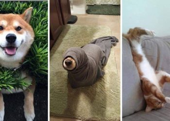 Pets in Sticky Situations