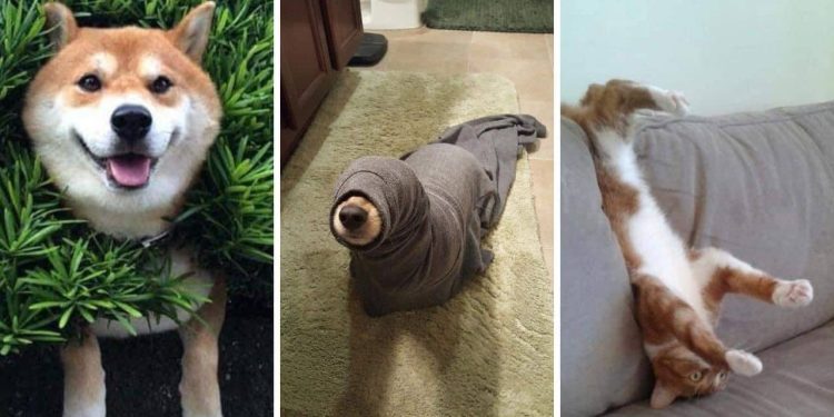 Pets in Sticky Situations