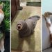 Pets in Sticky Situations