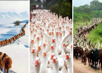 Flock Together