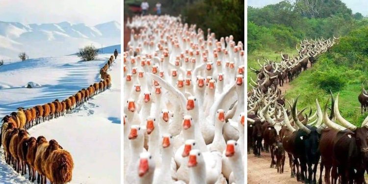 Flock Together