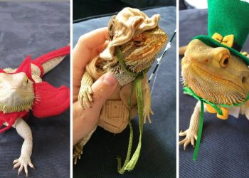Lizard Dress-Up