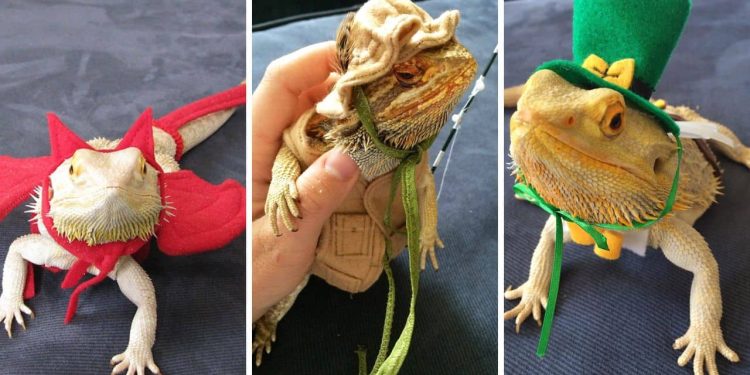 Lizard Dress-Up