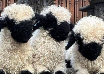 Blacknose Sheep