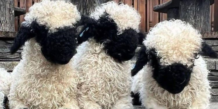 Blacknose Sheep