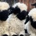 Blacknose Sheep