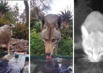 Backyard Water Fountain