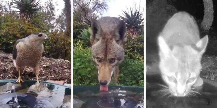 Backyard Water Fountain