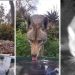 Backyard Water Fountain