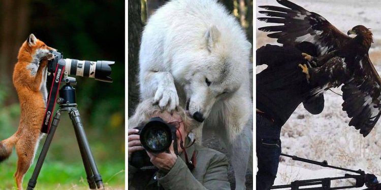 Wildlife and the Lens
