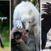 Wildlife and the Lens
