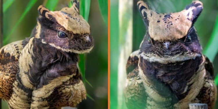 The Eared-Nightjar
