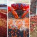 Red Crabs