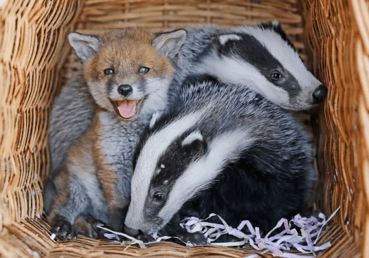 Baby Fox and Badger