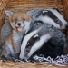 Baby Fox and Badger