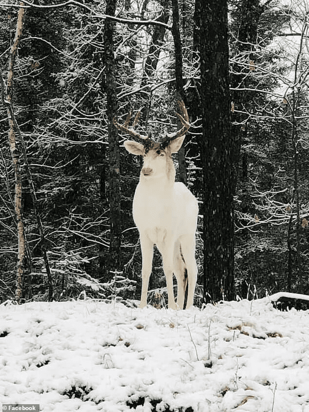Rare Albino Whitetail Deer