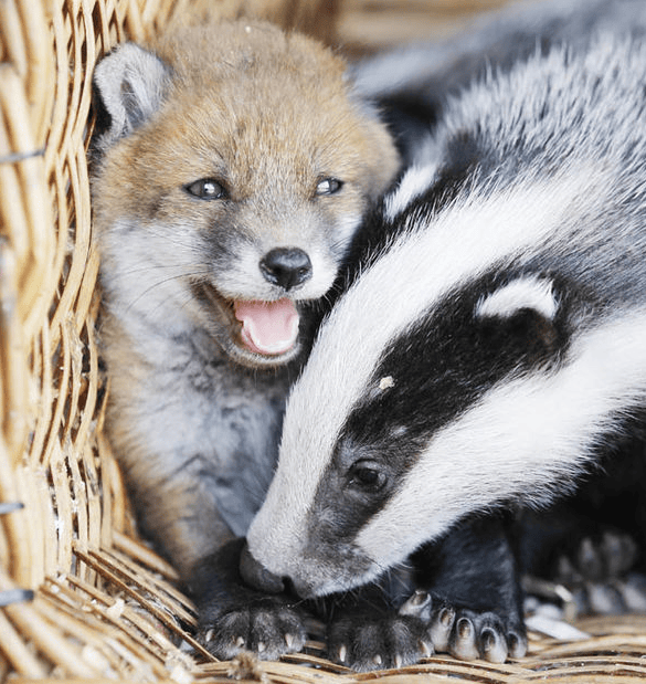 Baby Fox and Badger