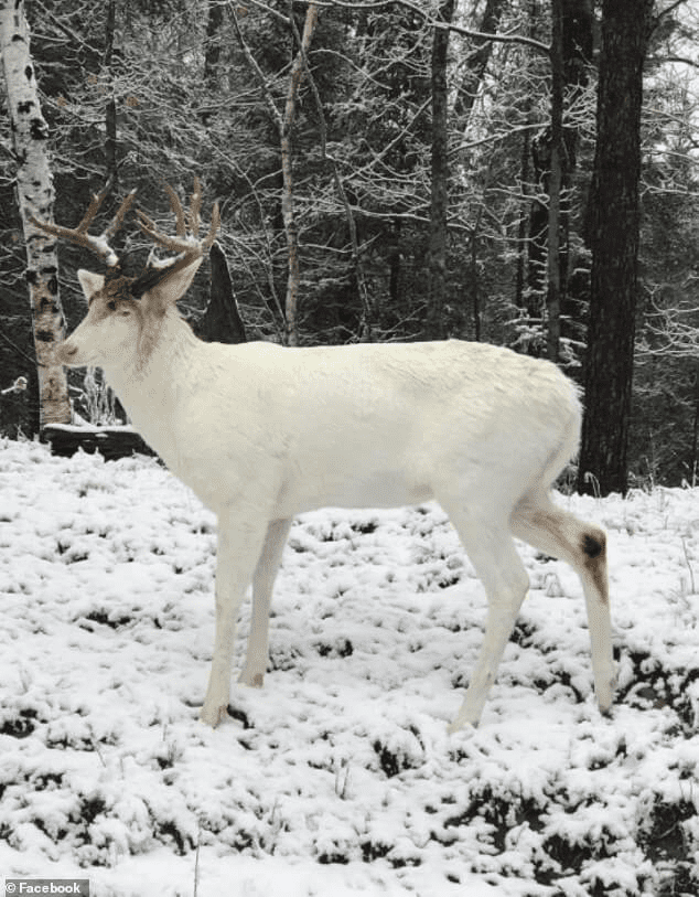 Rare Albino Whitetail Deer