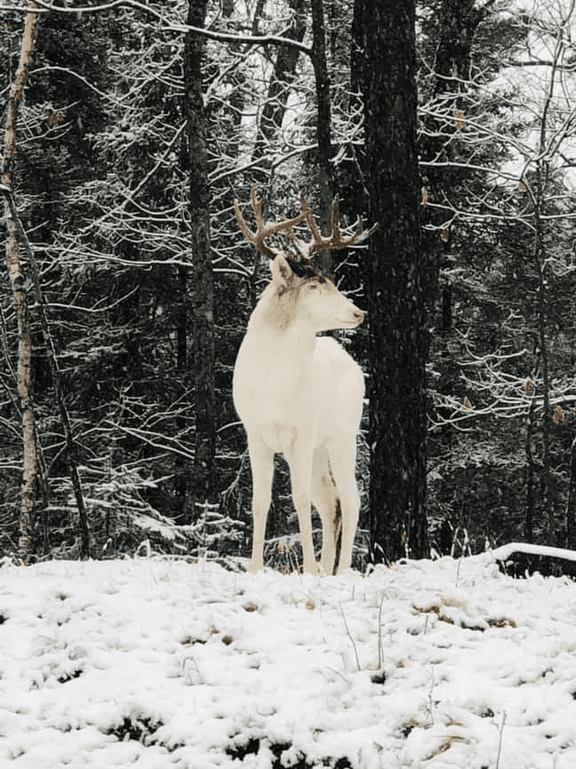 Rare Albino Whitetail Deer