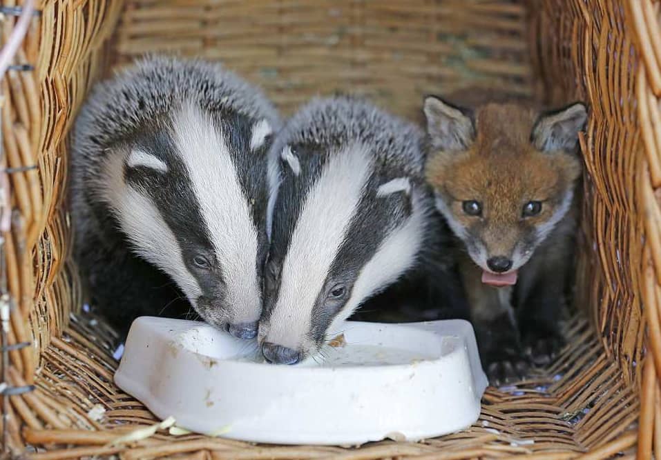 Baby Fox and Badger