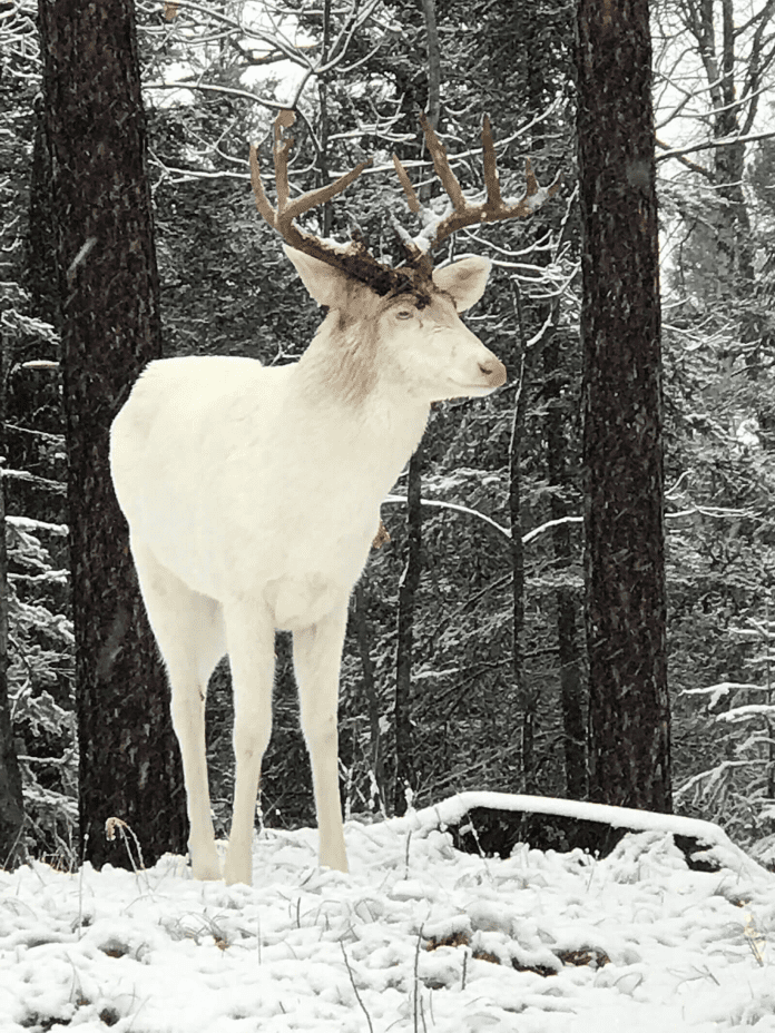 Rare Albino Whitetail Deer