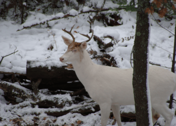 Rare Albino Whitetail Deer