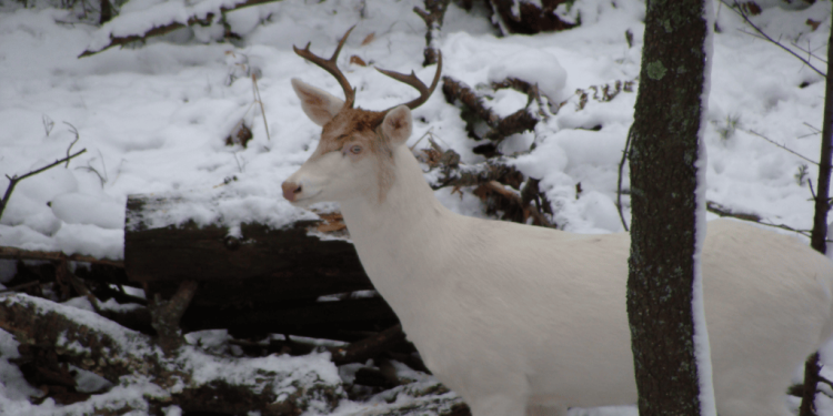Rare Albino Whitetail Deer