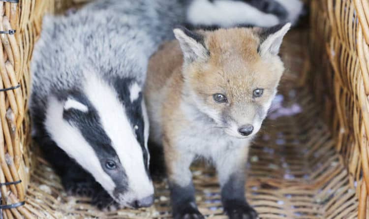 Baby Fox and Badger