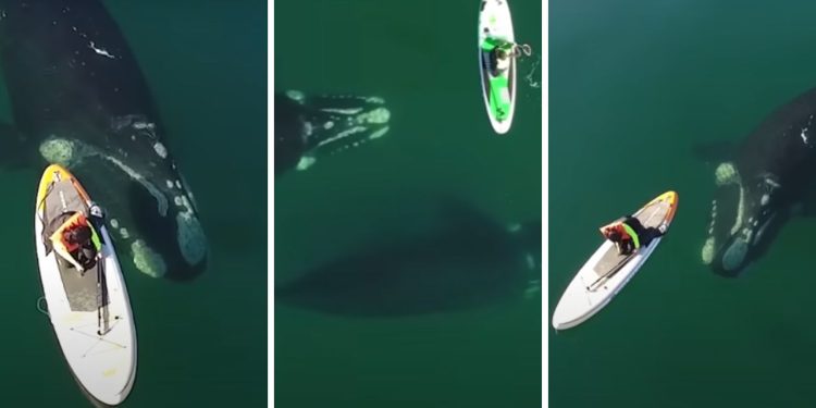 A Giant Whale Approached an Unsuspecting Paddle Boarder, and the Incredible Encounter Was Captured by a Drone