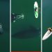 A Giant Whale Approached an Unsuspecting Paddle Boarder, and the Incredible Encounter Was Captured by a Drone