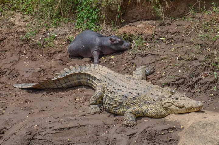 Little Hippo and the Crocodile 3