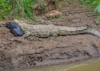 Little Hippo and the Crocodile