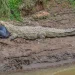 Little Hippo and the Crocodile