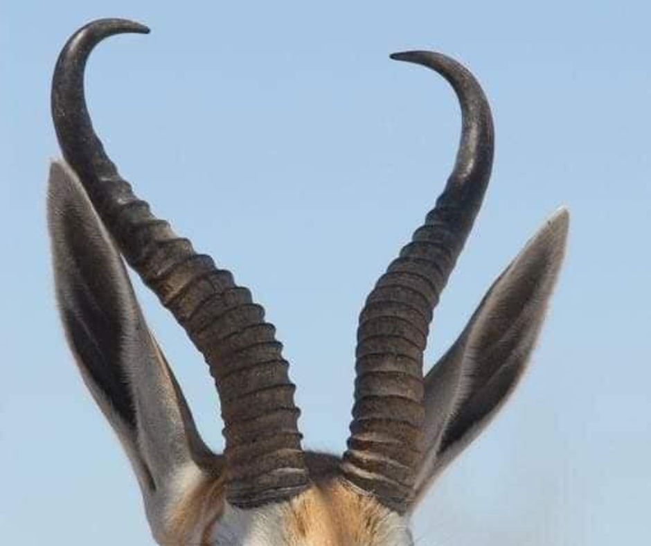 animals with horns